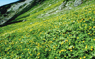 シカによる高山植物への影響